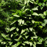 Organic Space Office