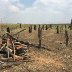 Land conservation tree removal